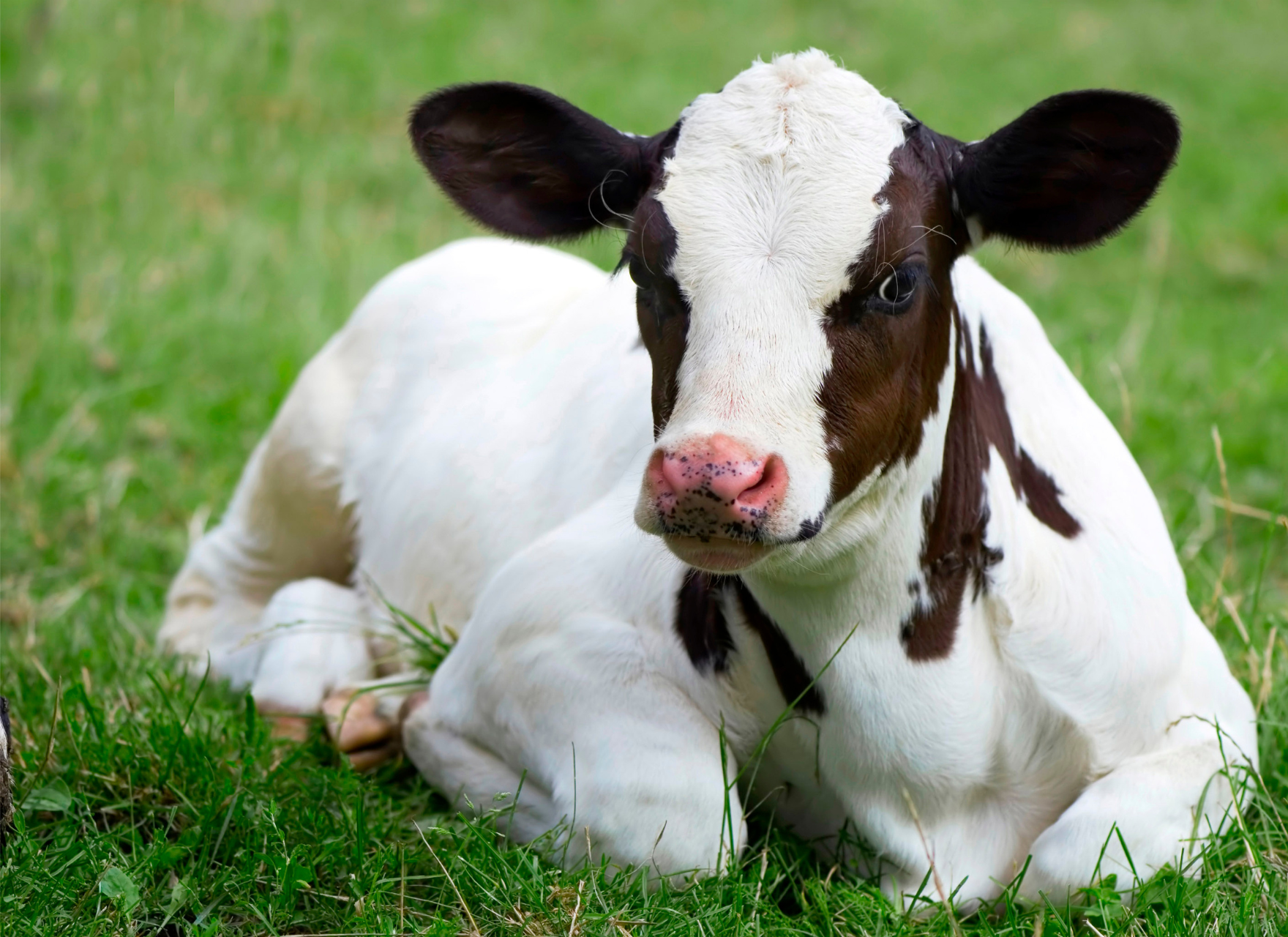 Alivira-mexico-banner